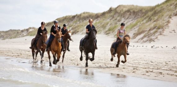Randonnée à cheval en Normandie à la découverte des plages de Granville (2 jours/2 nuits)